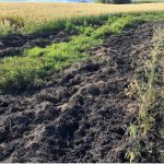 A large patch of earth in the midst of a crop has been churned up by wild pigs.