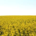 A canola field in full bloom.
