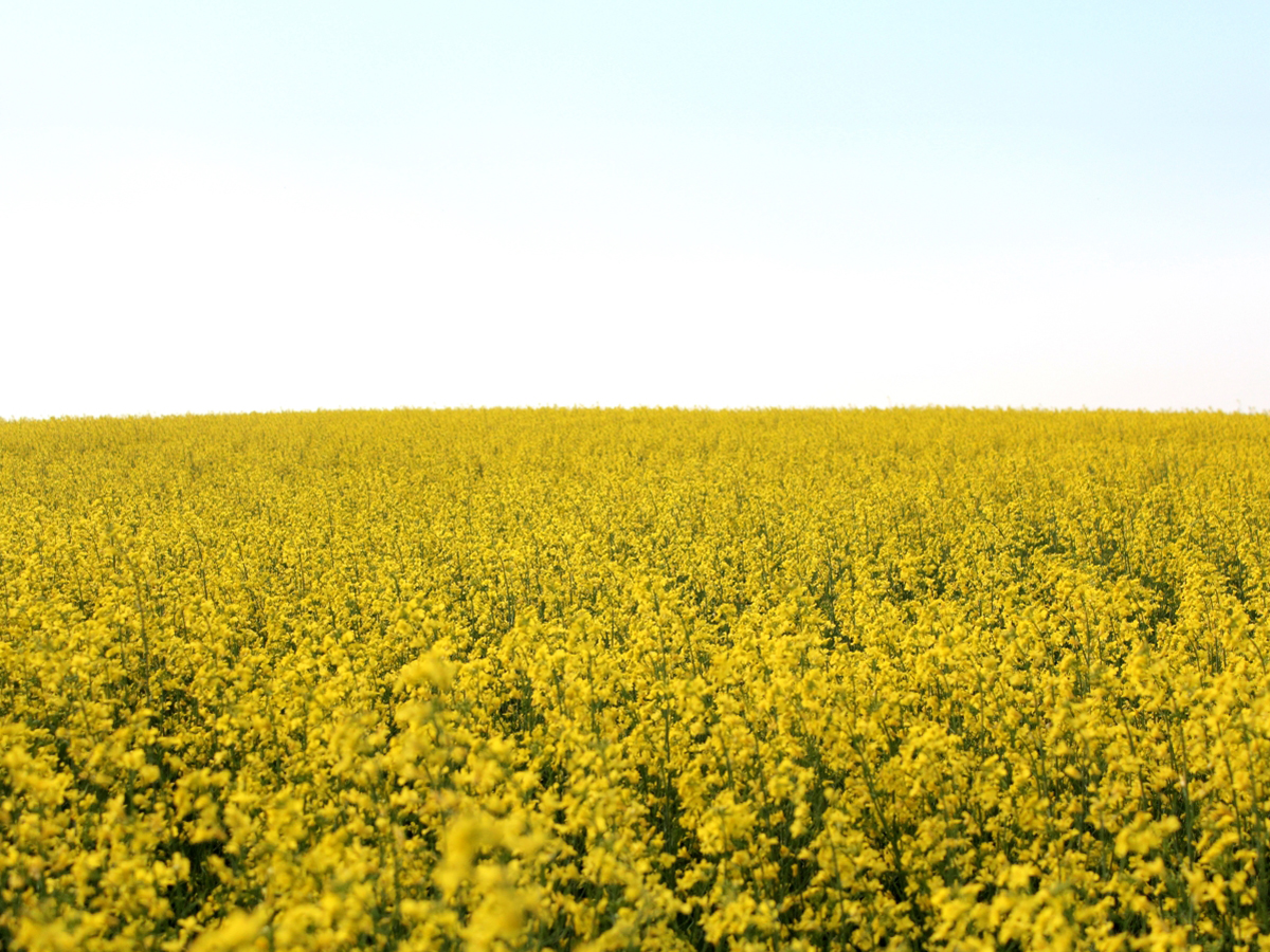 A canola field in full bloom.