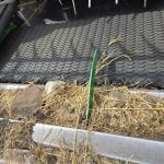 Rocks sit in a device called a "rock dam" installed on the header of a combine to prevent rocks from entering the machine and causing damage.