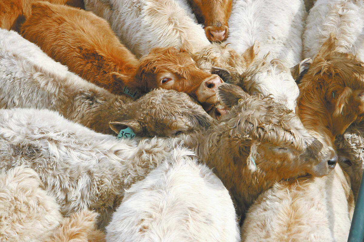 Steers are bunched together in a pen at auction.