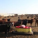 Cattle in a feedlot mull around a large yellow water bowl with a red plastic top that has six holes for cattle to stick their snout through to get at the water.