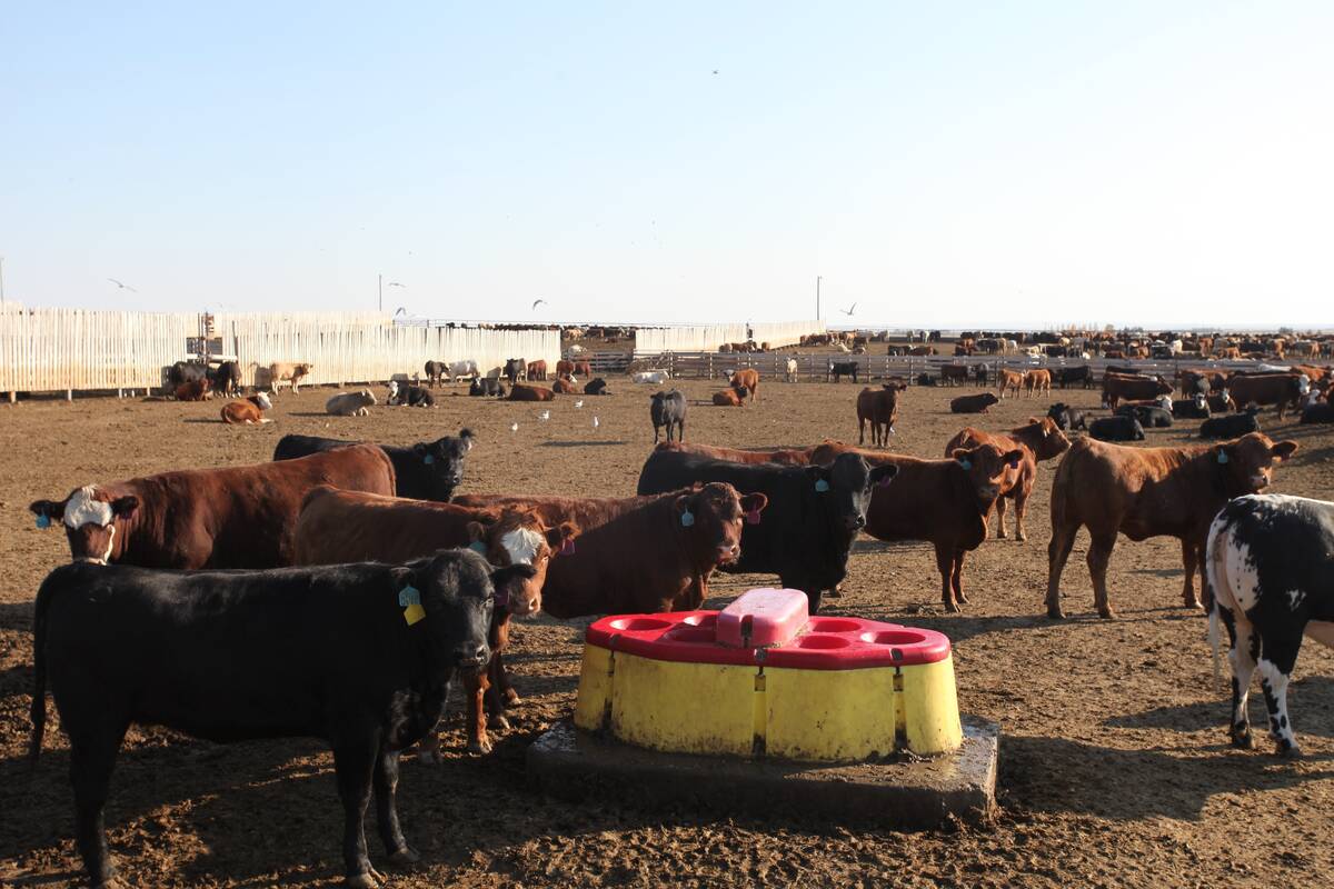 Cattle in a feedlot mull around a large yellow water bowl with a red plastic top that has six holes for cattle to stick their snout through to get at the water.