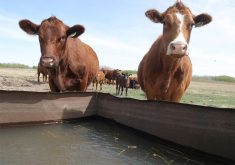 Two brown cows stand at the edge of their water trough looking toward the camera. Other cows and the field they are grazing in are visible in the background.