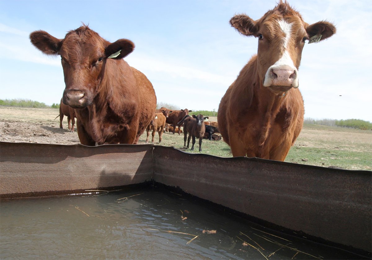 Two brown cows stand at the edge of their water trough looking toward the camera. Other cows and the field they are grazing in are visible in the background.