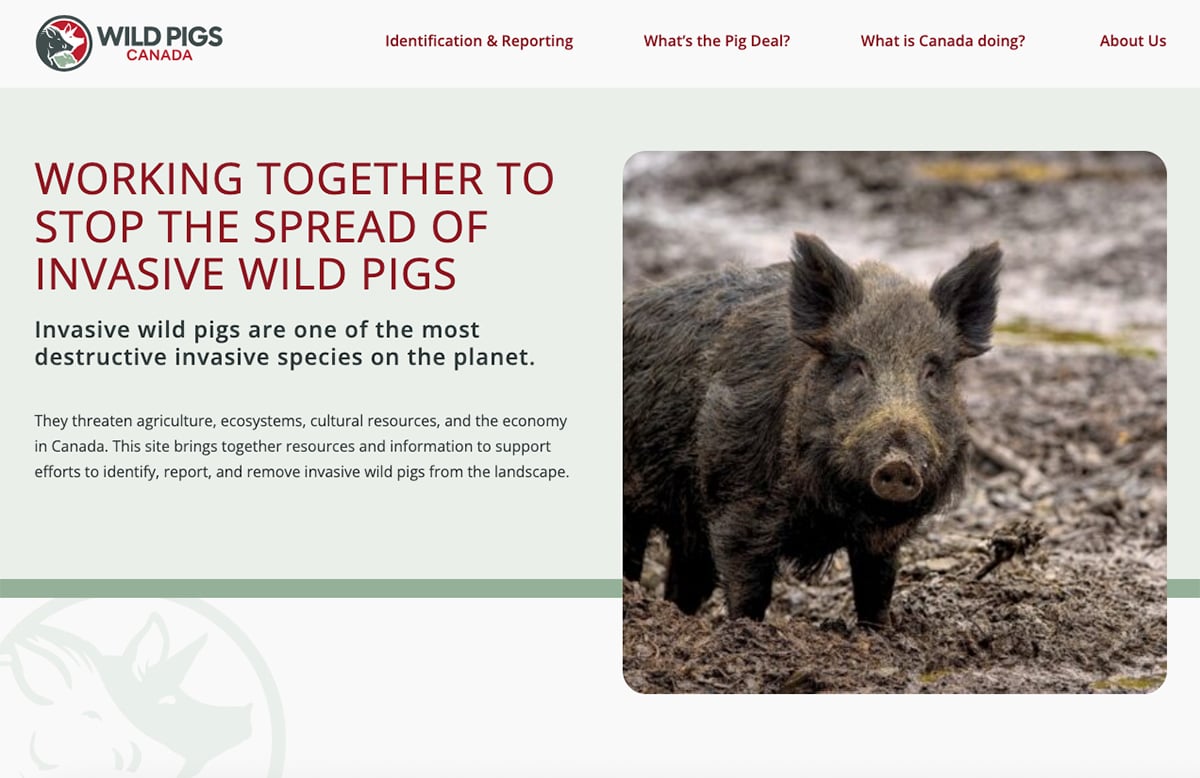 A screencap of the homepage of Wild Pigs Canada featuring a photo of a wild pig on the right side of the page and the words, "Working together to stop the spread of invasive wild pigs" on the left.