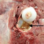 Clotting fibre and pus (indicated by an arrow) from a bacterial infection is seen in the hip joint of a calf.