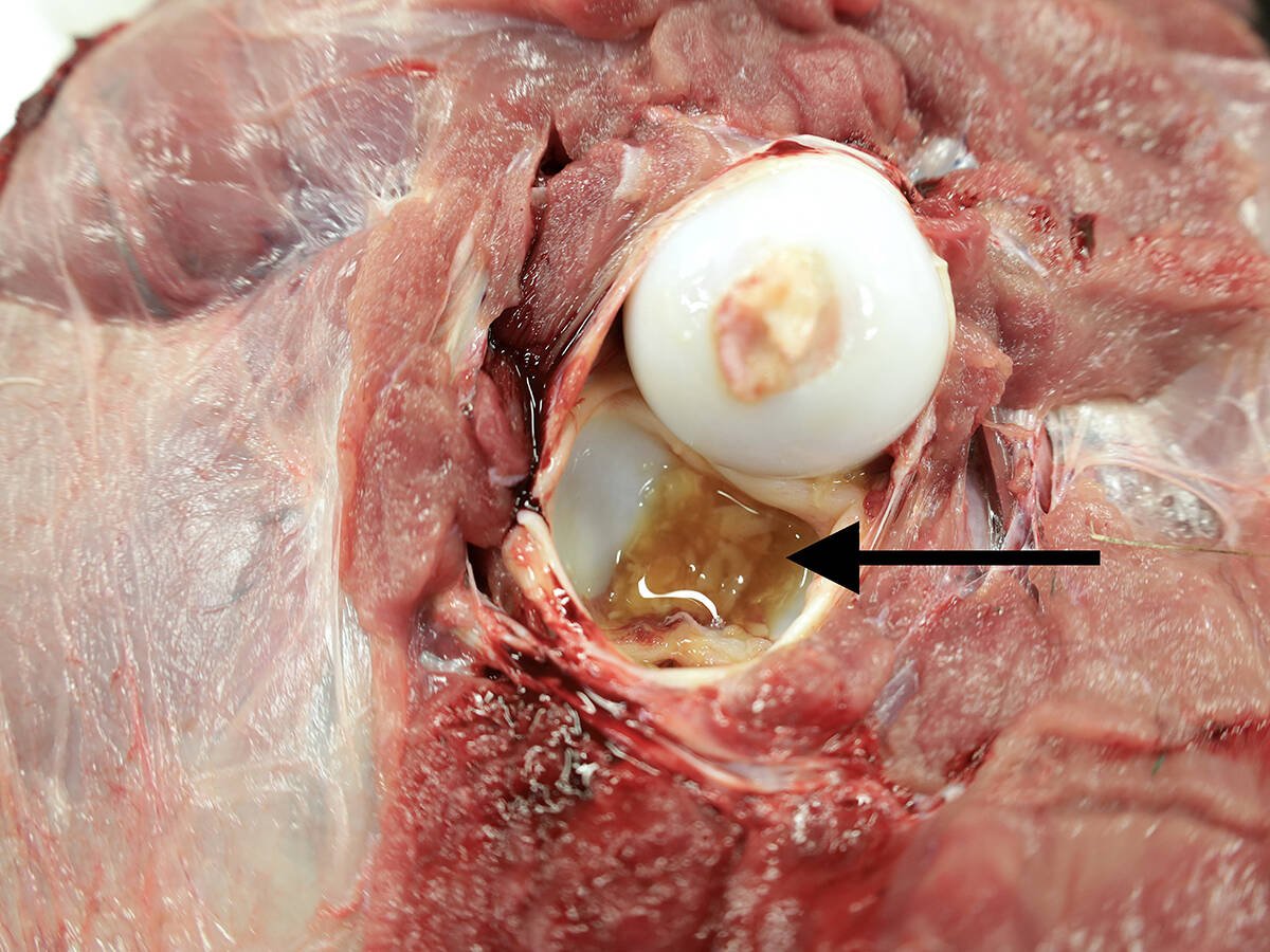 Clotting fibre and pus (indicated by an arrow) from a bacterial infection is seen in the hip joint of a calf.
