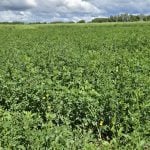 A perennial forage crop at the Parkland Crop Diversification Centre in Roblin, Manitoba.