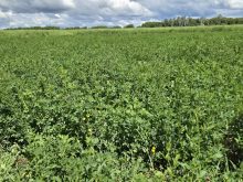 A perennial forage crop at the Parkland Crop Diversification Centre in Roblin, Manitoba.