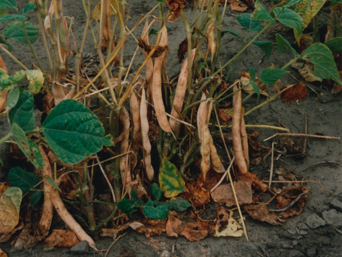 Close-up of some ripe pinto beans on the plant.