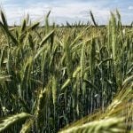 A fall rye crop ripens in June 2025 near Selkirk, Manitoba.