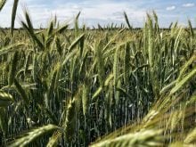 A fall rye crop ripens in June 2025 near Selkirk, Manitoba.