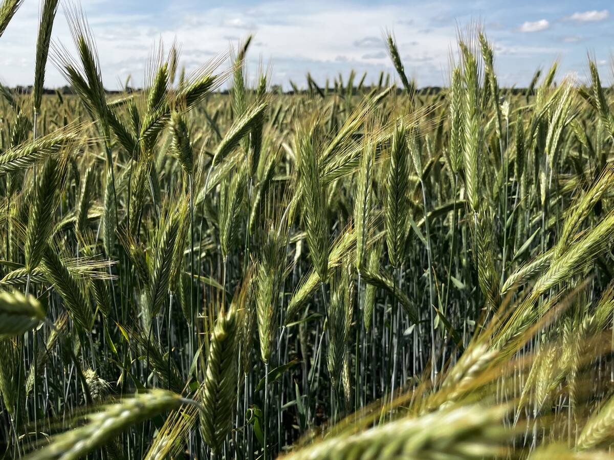A fall rye crop ripens in June 2025 near Selkirk, Manitoba.