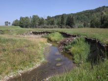 A photo of a bend in a creek on a nice sunny day showing extensive damage to the bank due to livestock grazing.