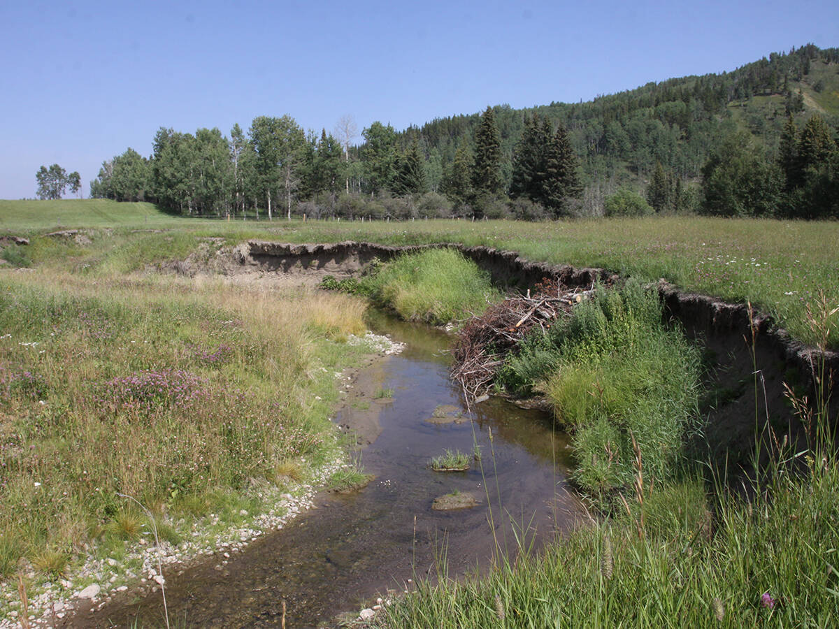 A photo of a bend in a creek on a nice sunny day showing extensive damage to the bank due to livestock grazing.