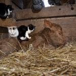 A newborn Red Angus calf warms up in some straw inside a barn with two kittens sitting on her and several chickens and another cat perched on the wooden stall wall above.