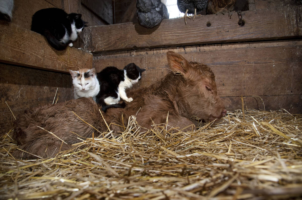 A newborn Red Angus calf warms up in some straw inside a barn with two kittens sitting on her and several chickens and another cat perched on the wooden stall wall above.