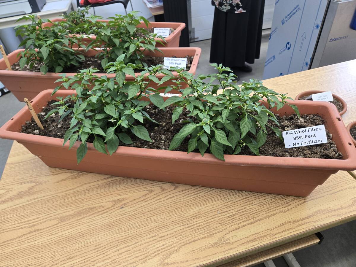 Thriving pepper plants grown in peat moss sit in three red plastic planters on a desk. The frontmost planter has a label sitting on top of the soil that reads,