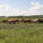 A donkey's long ears poke out above a herd of cattle running into a lush green pasture.