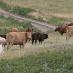 Cows graze in the Beechy, Saskatchewan, community pasture.