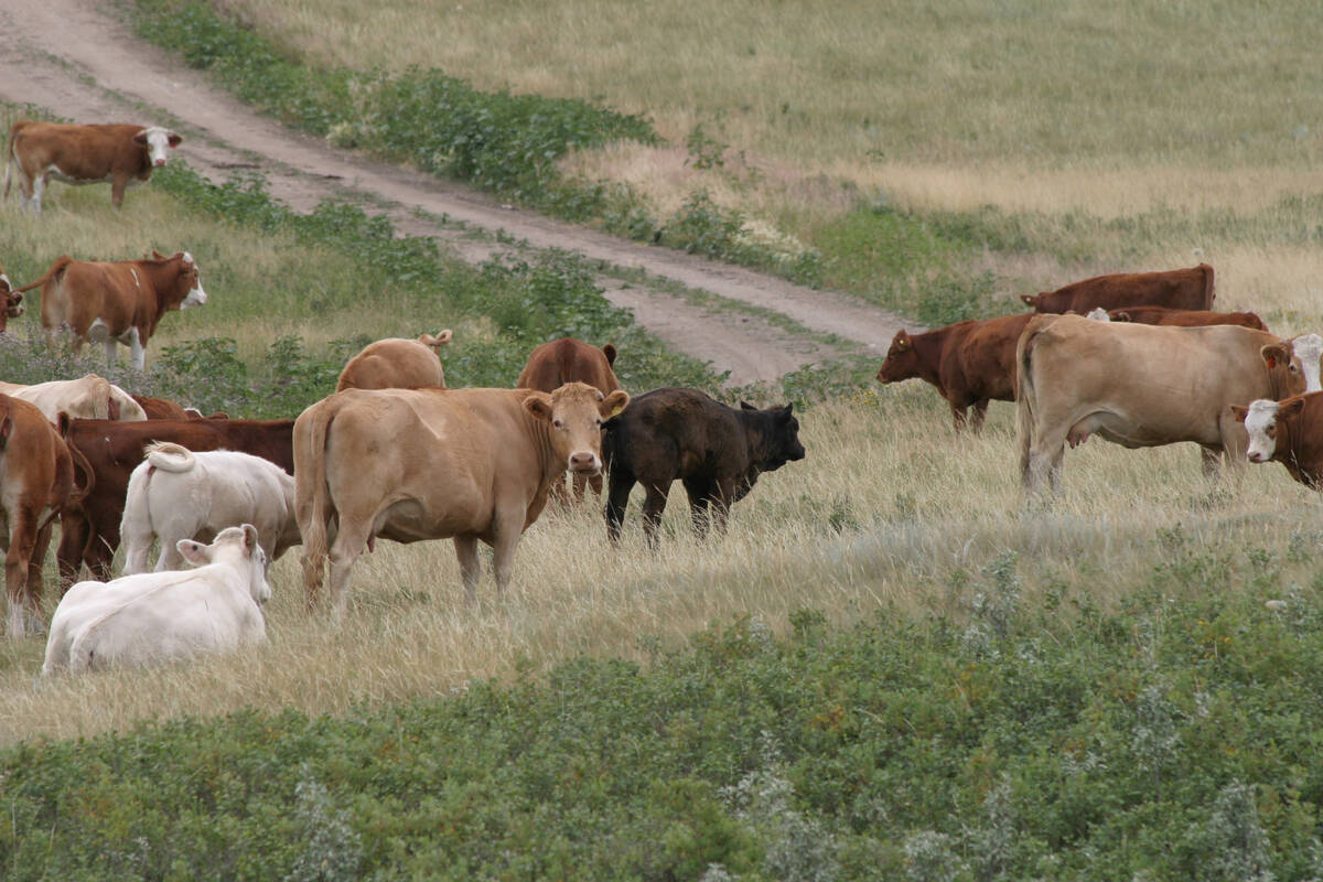 Cows graze in the Beechy, Saskatchewan, community pasture.