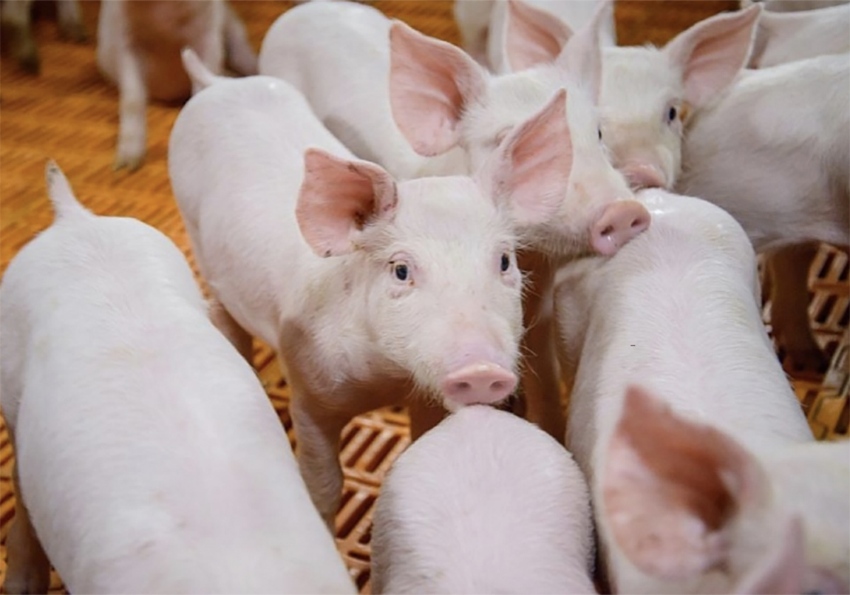 A group of pigs in an indoor pen standing on an orange plastic floor.