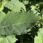 Close-up of the leaf of a canola plant with dew on it.