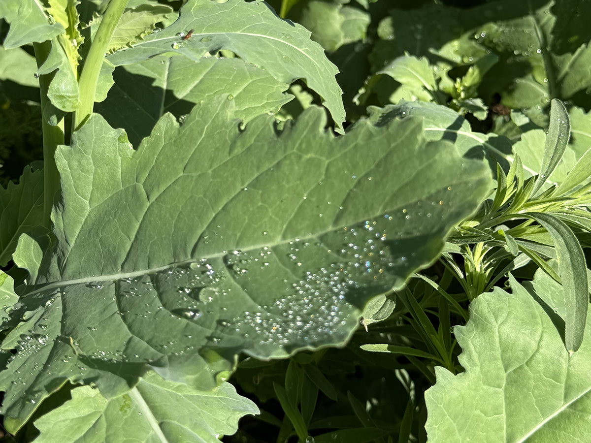 Close-up of the leaf of a canola plant with dew on it.