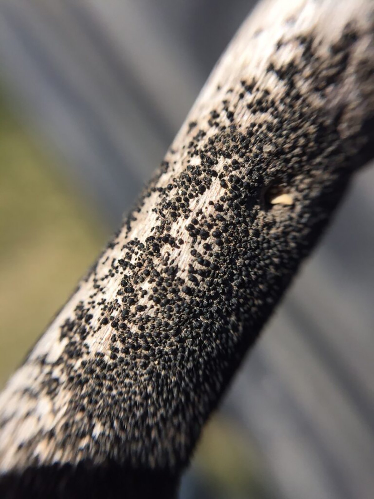 A close-up of the black, roundish microsclerotia found on a canola stem.