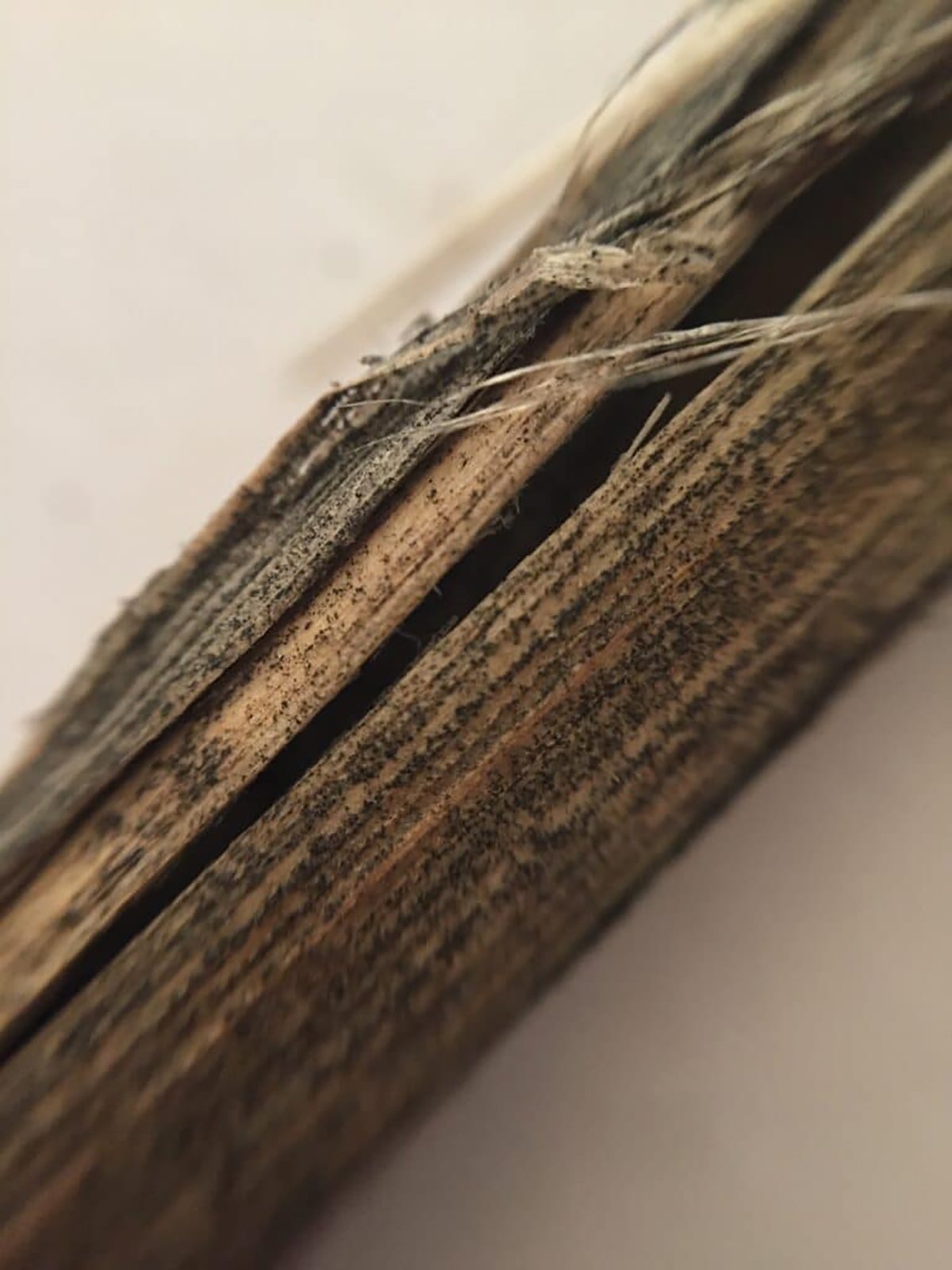 Close-up of a canola stem infected with verticillium.
