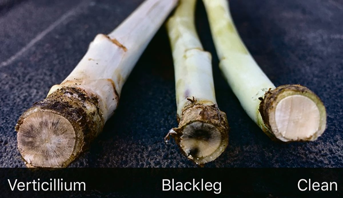 A photo of the ends of three canola plant stems illustrating one with verticillium, one with blackleg and a healthy plant.