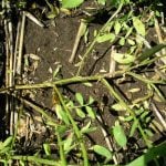 Close-up photo of a lentil plant with anthracnose infection.