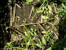 Close-up photo of a lentil plant with anthracnose infection.