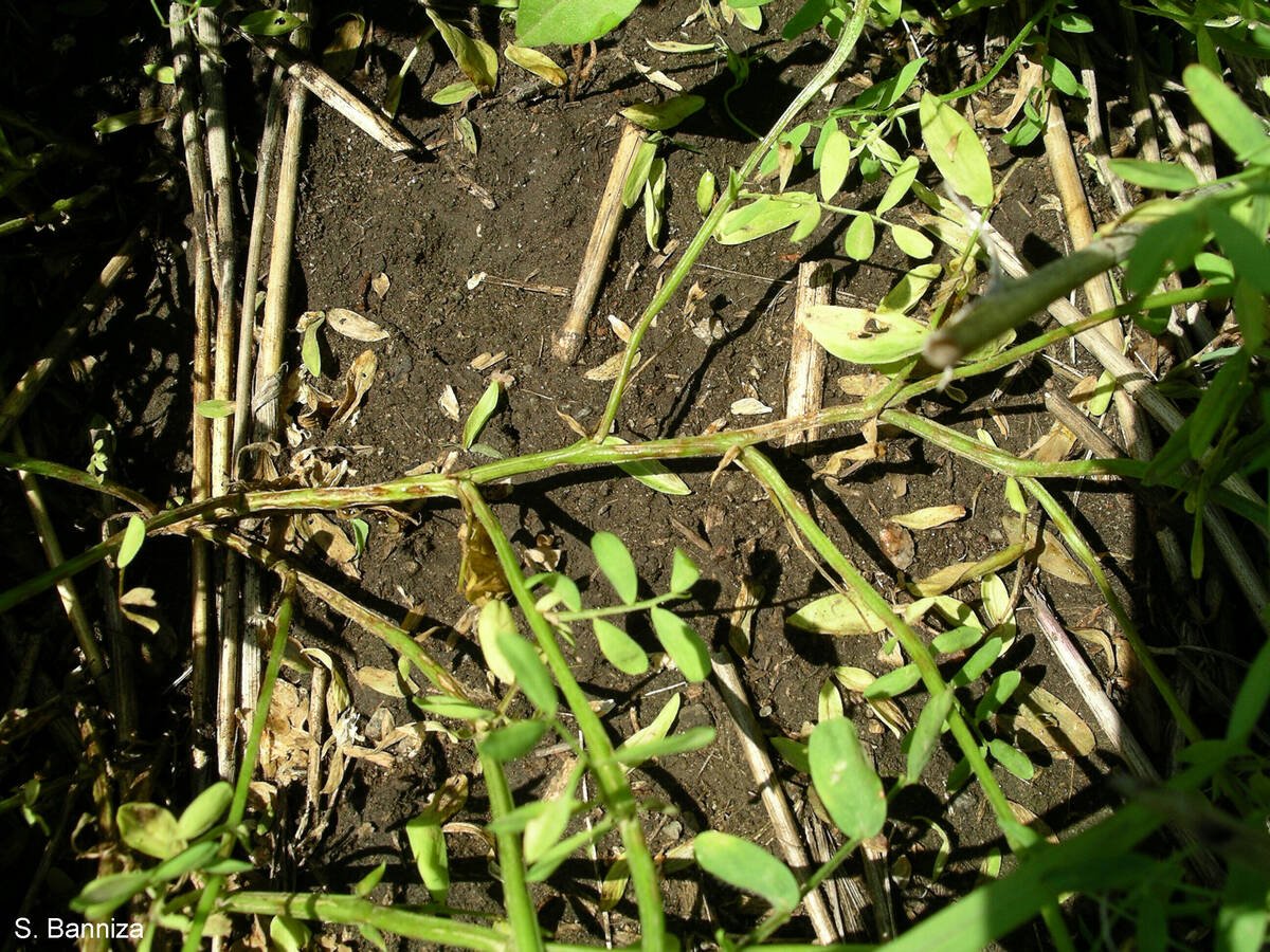 Close-up photo of a lentil plant with anthracnose infection.