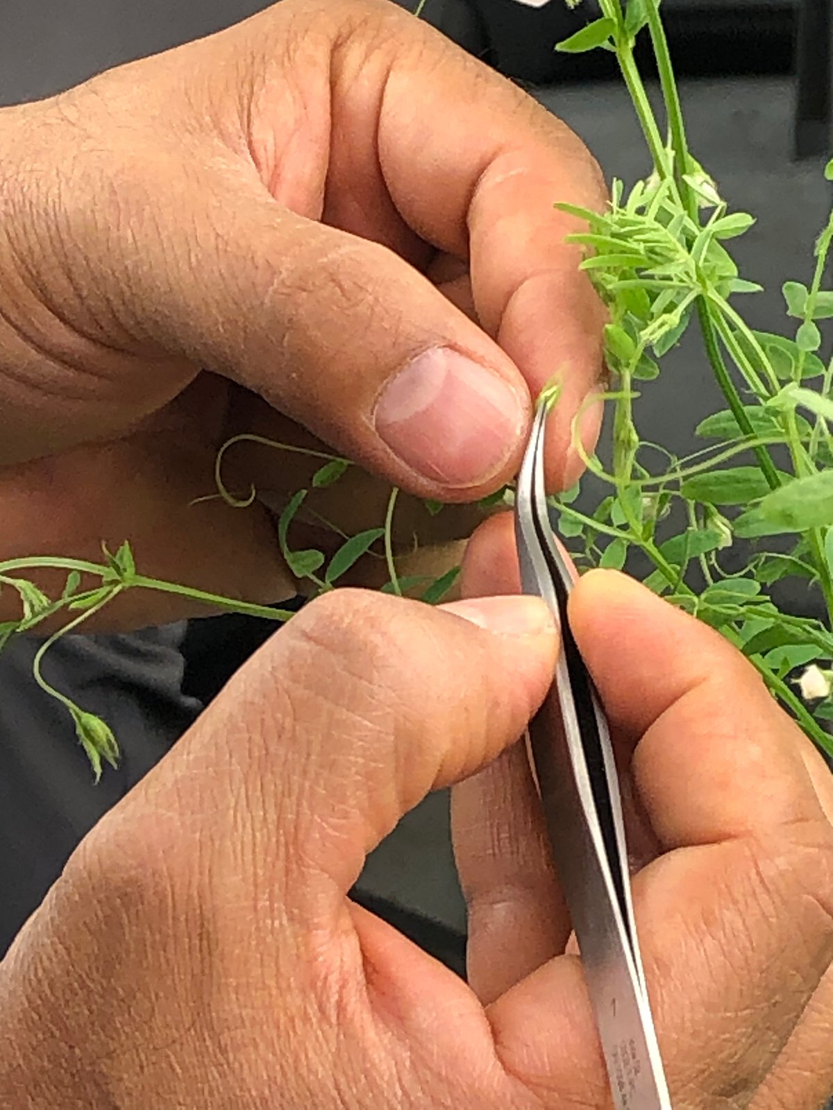 Close-up of a researchers fingers holding a lentil plant and using tweezers to remove seed pods for crop breeding research.