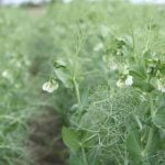 Field peas in flower at a Discovery Farm demonstration plot.