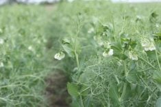 Field peas in flower at a Discovery Farm demonstration plot.