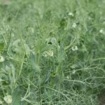 Field peas in flower at a Discovery Farm demonstration plot.