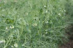 Field peas in flower at a Discovery Farm demonstration plot.