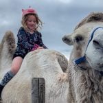 A young girl wearing a bike helmet sits on the back of a whitish/gray camel.