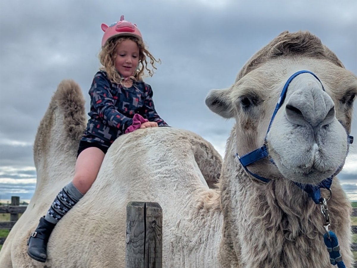 A young girl wearing a bike helmet sits on the back of a whitish/gray camel.