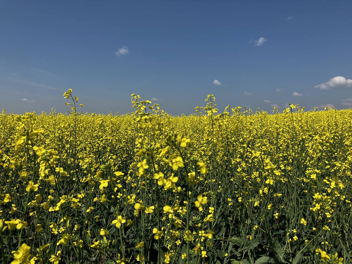 Canola flowers in southern Saskatchewan in July 2025. Photo: Greg Berg