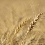 A wheat head in a ripe wheat field west of Marcelin, Saskatchewan.
