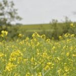 Canola in the last stages of flowering in a field near Marcelin, Saskatchewan, in late July.