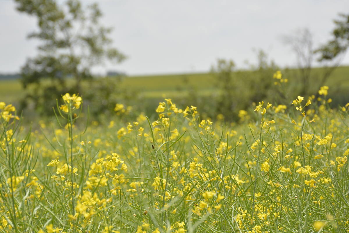 Canola in the last stages of flowering in a field near Marcelin, Saskatchewan, in late July.