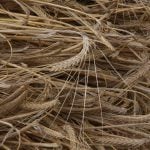 Close-up of feed barley in a swath.