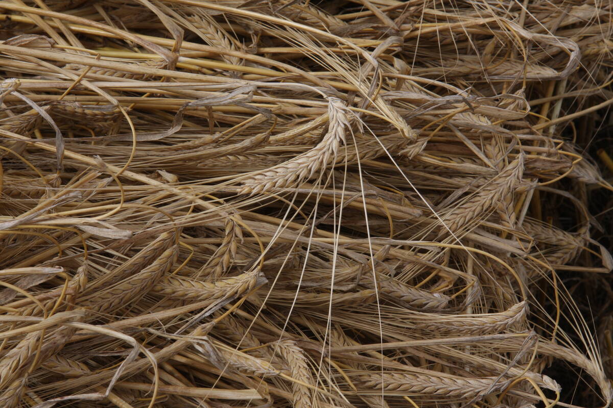 Close-up of feed barley in a swath.