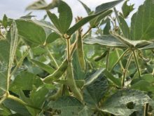 Close-up of the pods on a soybean plant in a field near Selkirk, Manitoba in late August, 2024.