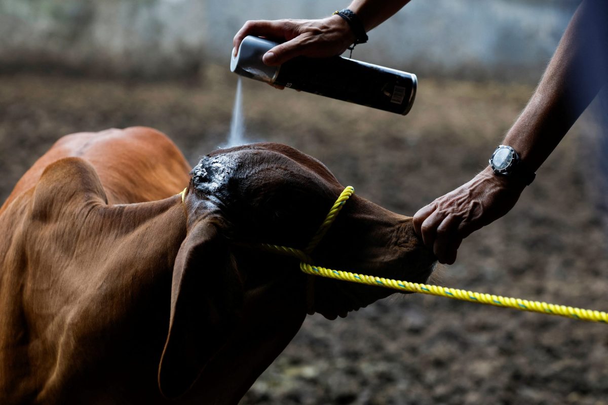 Carlos Mahr, cattle producer and President of the Chiapas Livestock Union Spray disinfectant on one of his cows as the Mexican government and ranchers struggle to control the spread of the flesh-eating screwworm, in Tuxtla Gutierrez, Chiapas state, Mexico July 3, 2025. Photo: REUTERS/Daniel Becerril